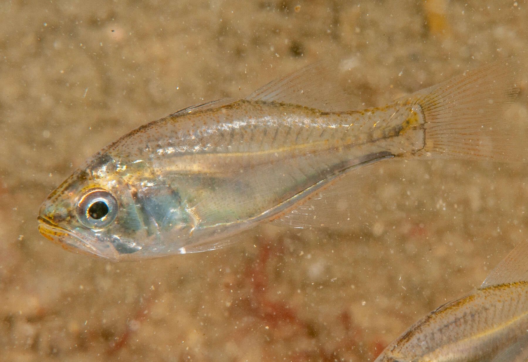 Image of Pink-breasted siphon-fish