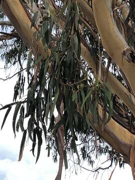 Plancia ëd Eucalyptus globulus subsp. bicostata (Maiden. Blakely & Simmonds) Kirkpatrick