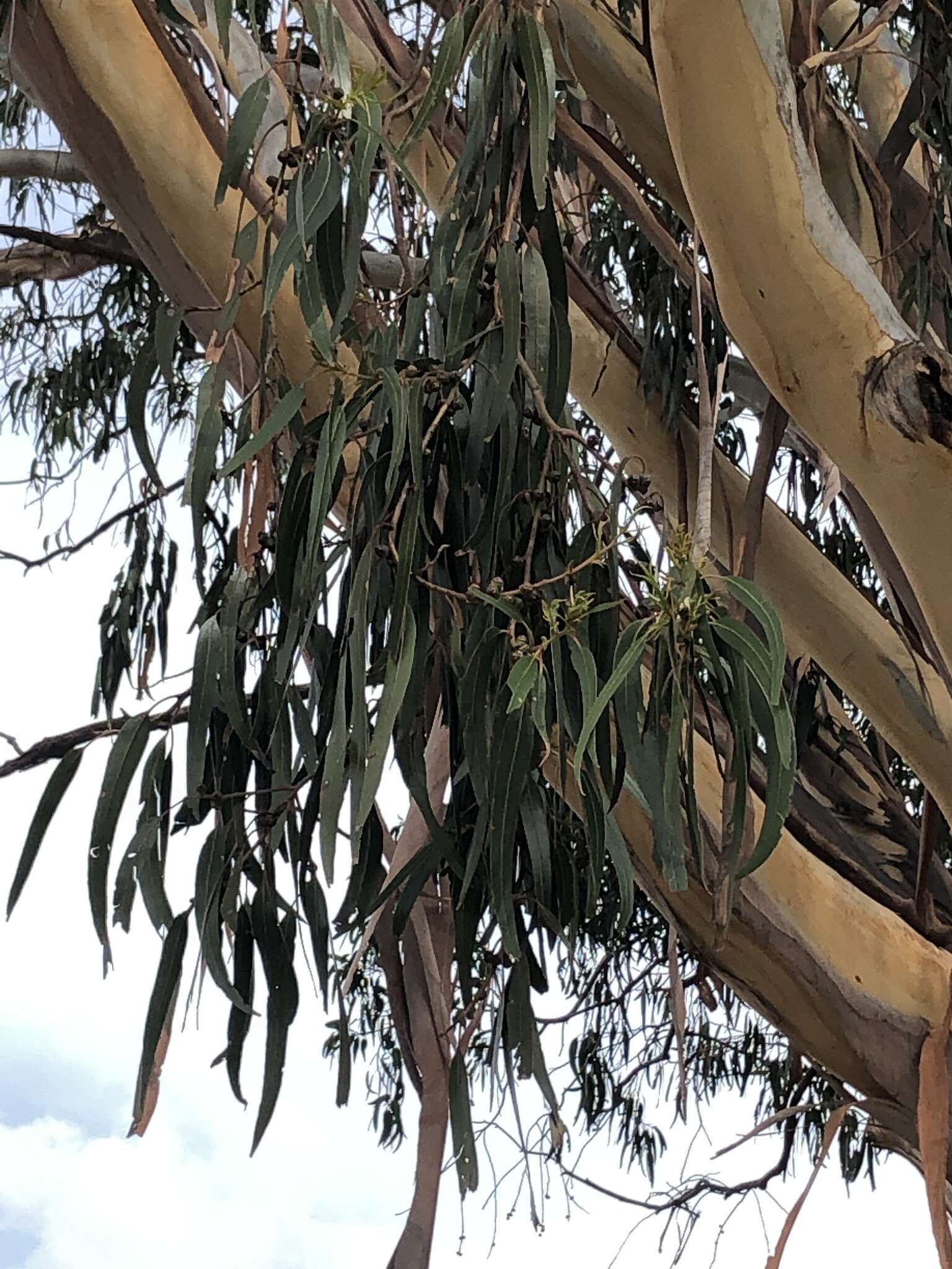 Plancia ëd Eucalyptus globulus subsp. bicostata (Maiden. Blakely & Simmonds) Kirkpatrick