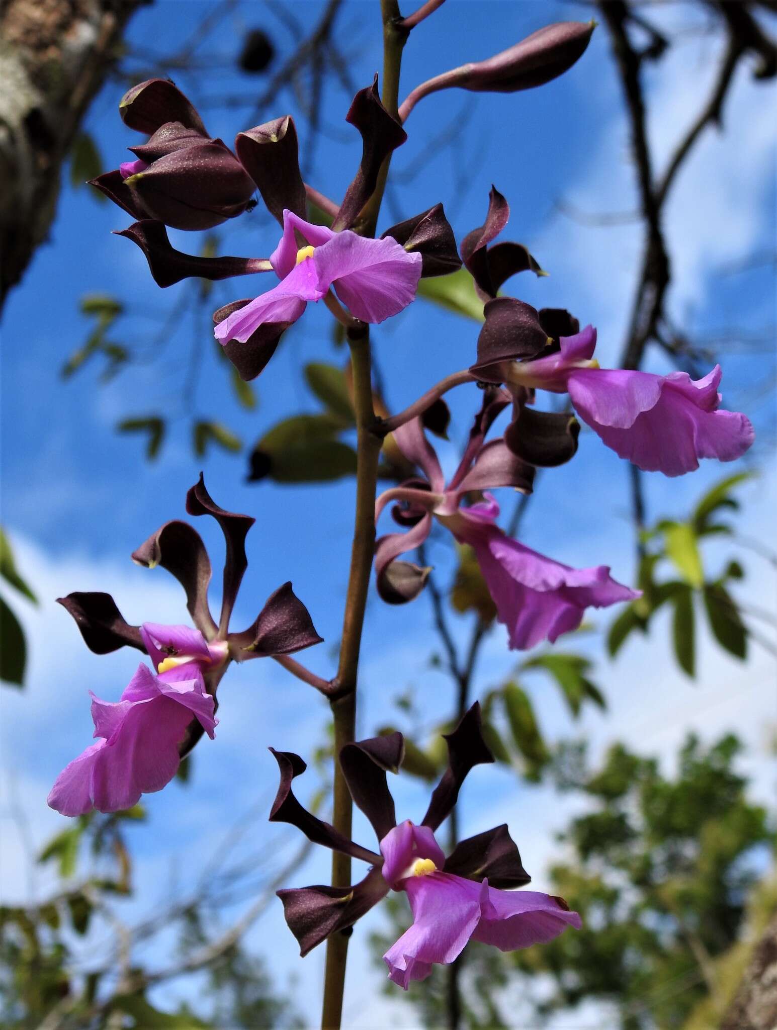 Image of Encyclia cordigera (Kunth) Dressler