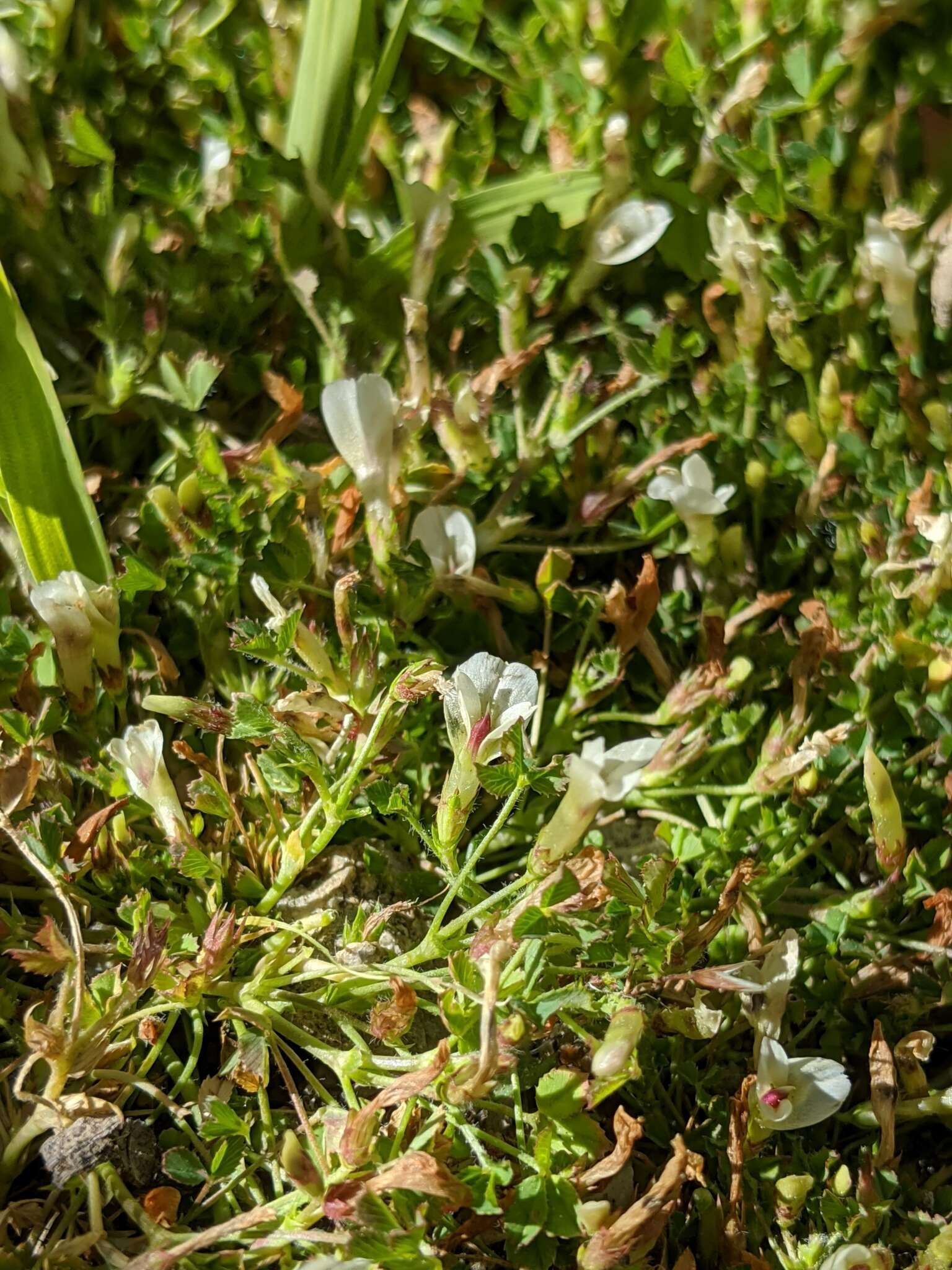 Image of mountain carpet clover