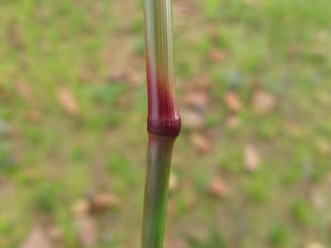 Image of Entoplocamia aristulata (Hack. & Rendle ex Scott Elliot) Stapf