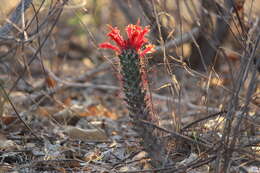 Imagem de Mammillaria poselgeri Hildm.