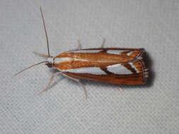 صورة Catoptria latiradiellus Walker 1863