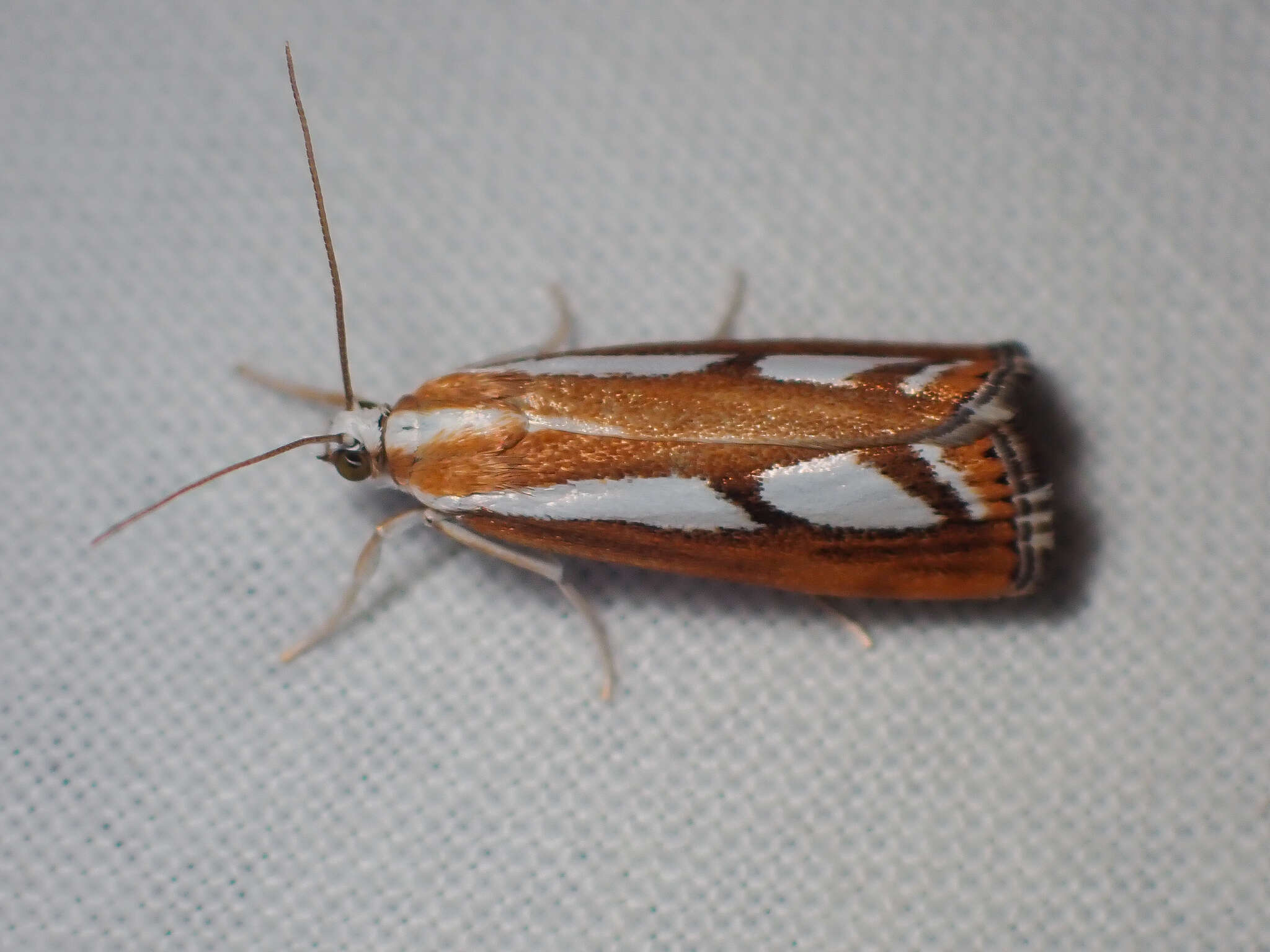 صورة Catoptria latiradiellus Walker 1863