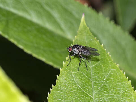 Image of Hylemya latevittata (Stein 1908)