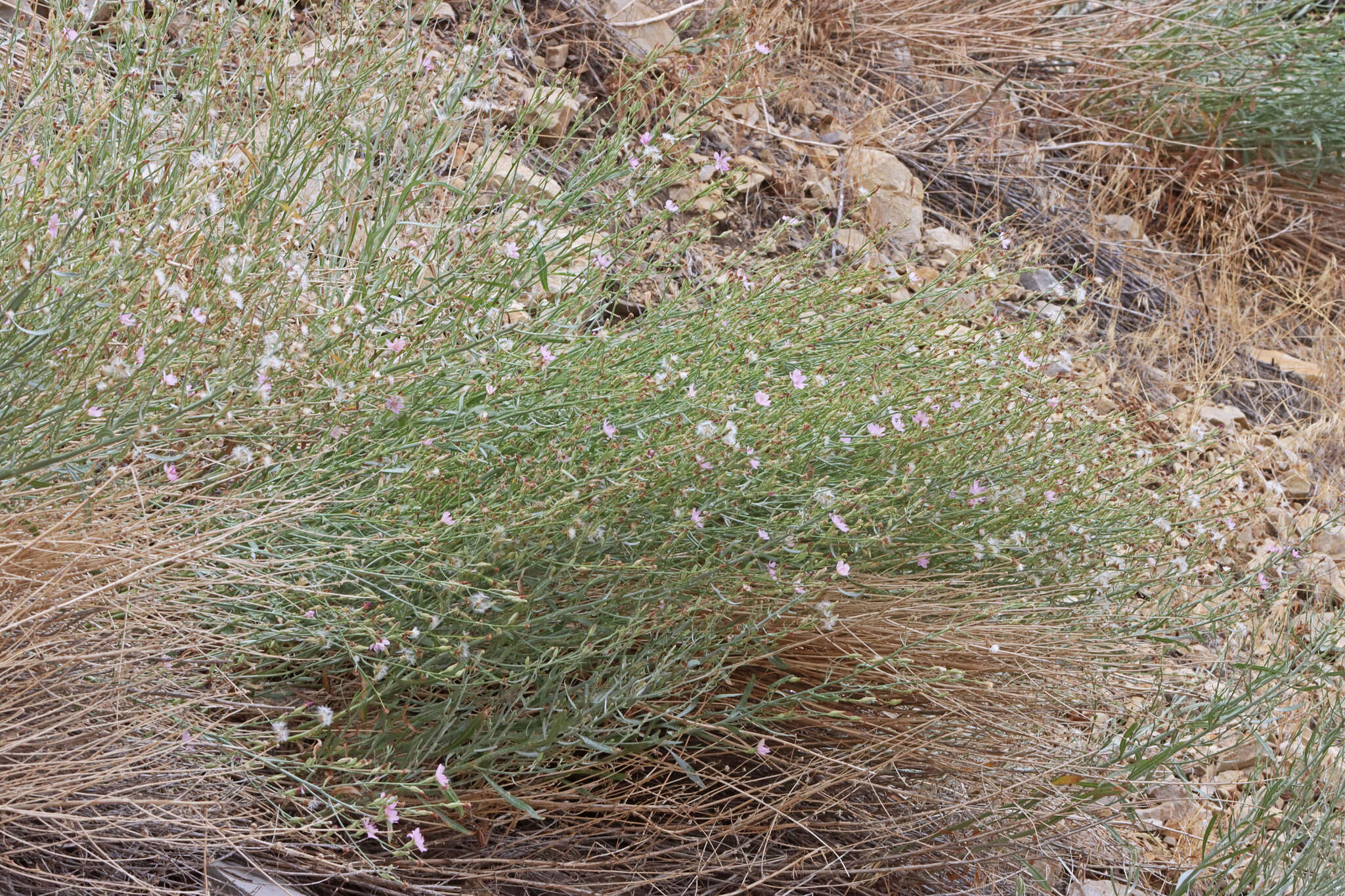 Image of Stephanomeria occultata