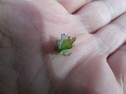 Image of crested wartycabbage