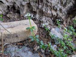 Galium echinocarpum Hayata resmi