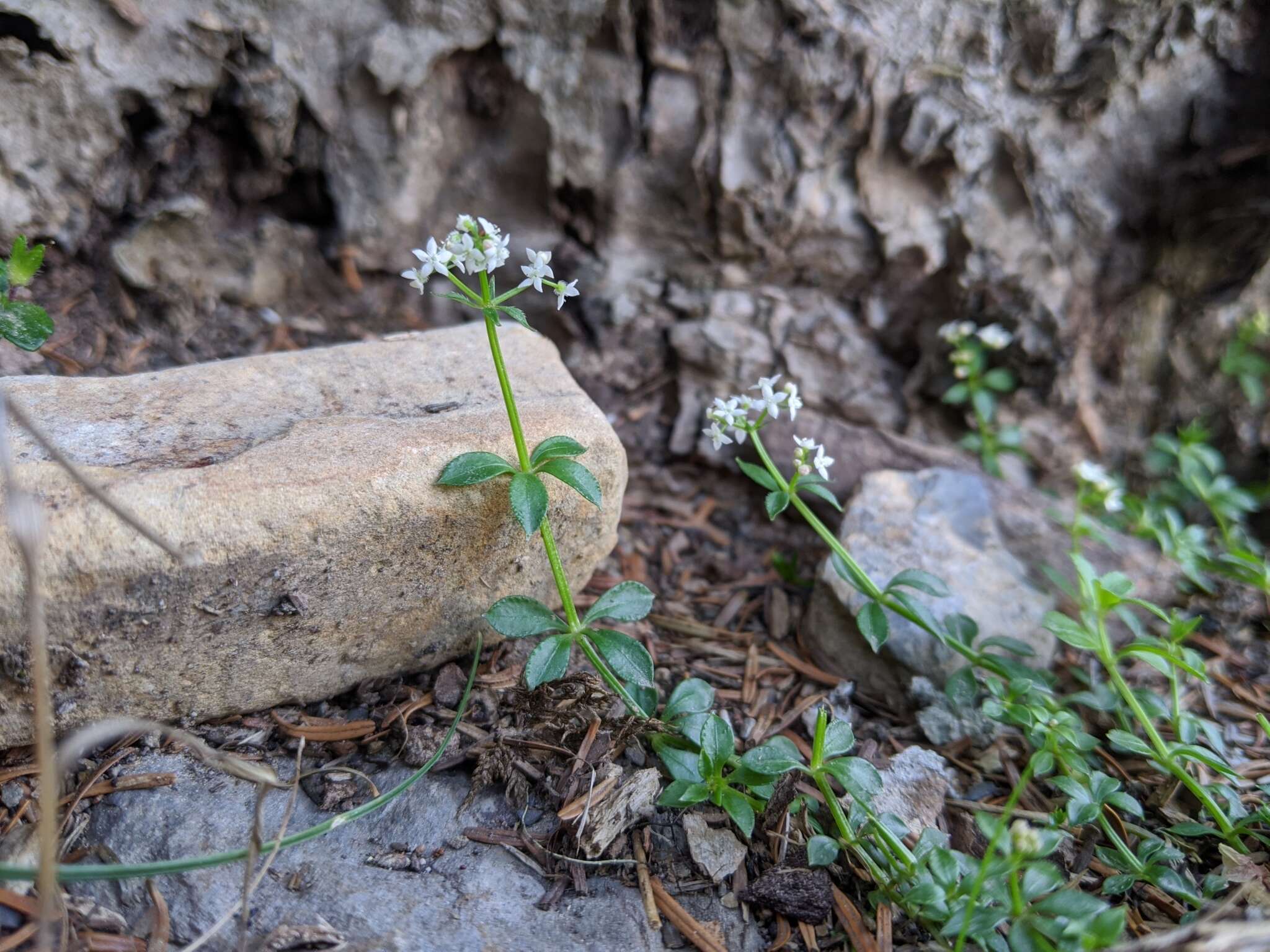 Plancia ëd Galium echinocarpum Hayata