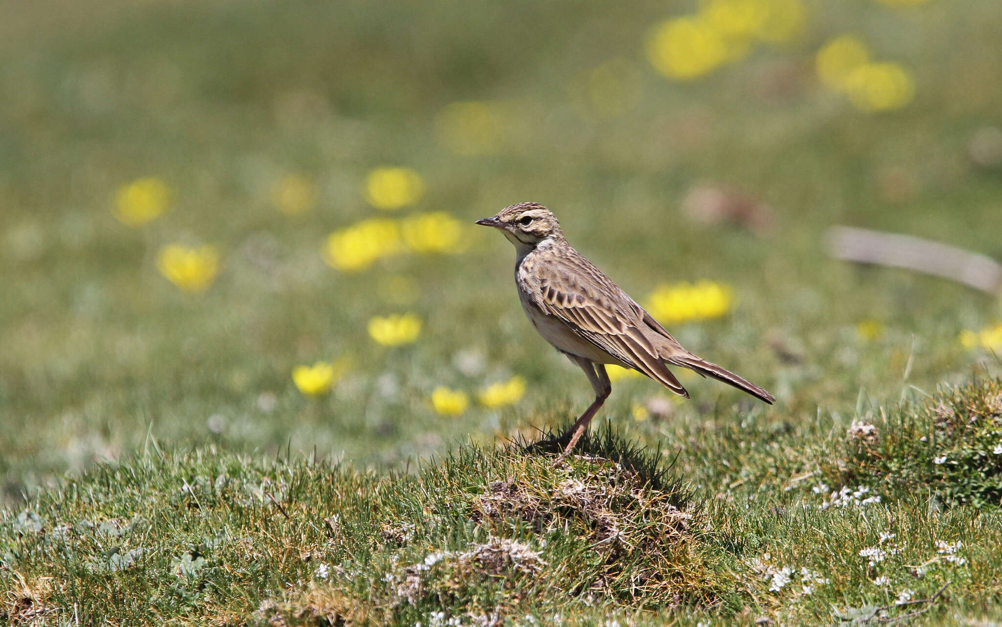 Image of Mountain Pipit