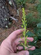 Image of showy goldenrod