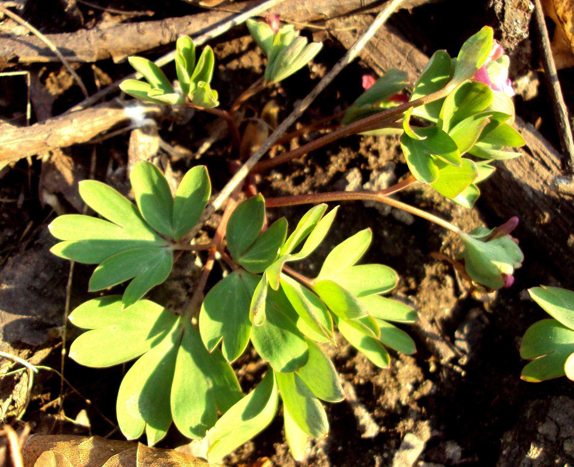 Image de Corydalis intermedia (L.) Merat