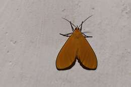 صورة Eudulophasia invaria Walker 1854