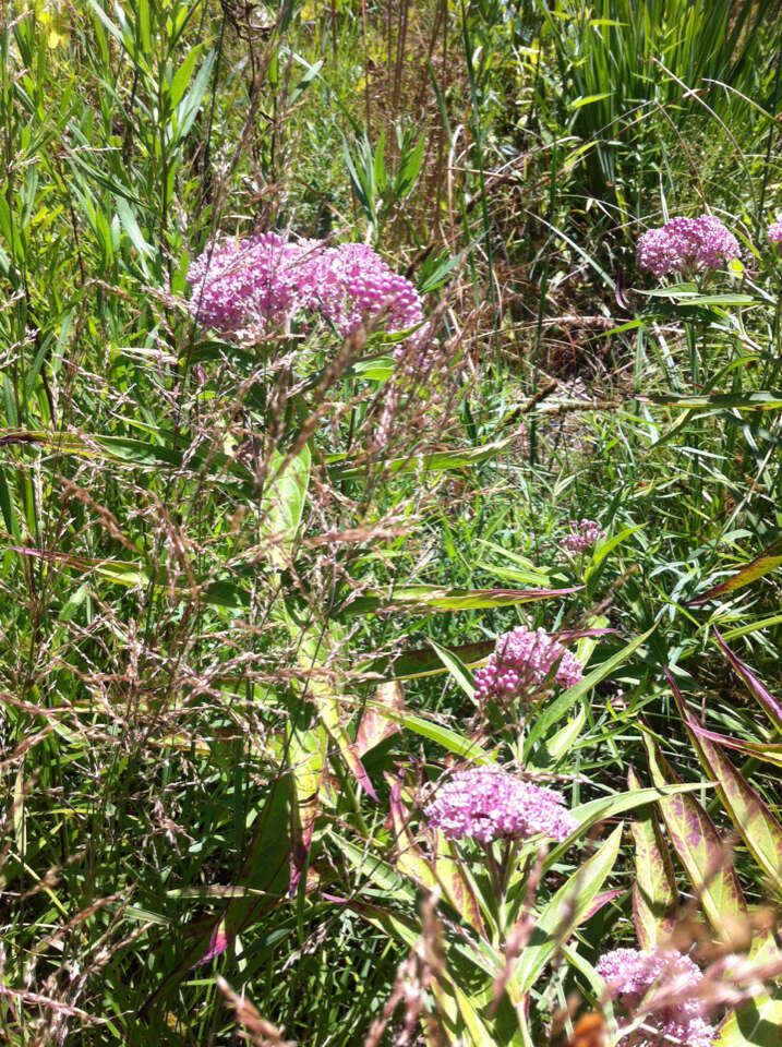 Image of swamp milkweed