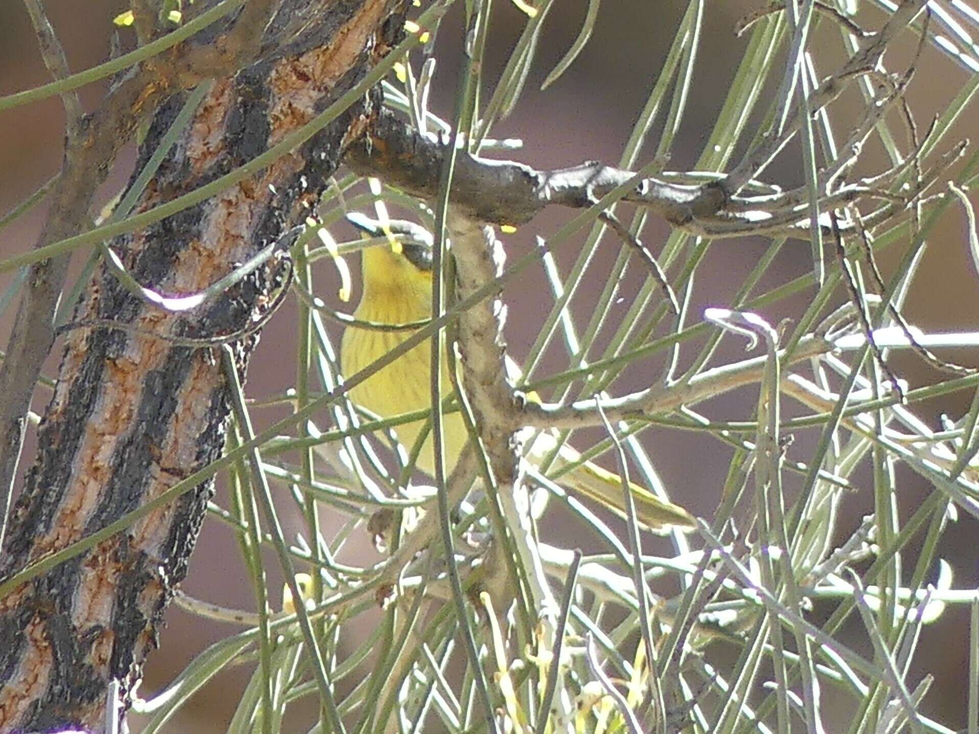 Image of Grey-headed Honeyeater