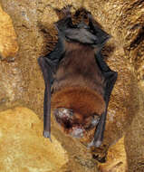 Image of Antillean Ghost-faced Bat