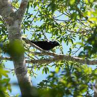 Image of New Caledonian Crow