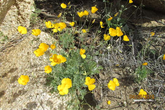 Image of Eschscholzia androuxii Still