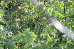 Image of Tawny-bellied Hermit