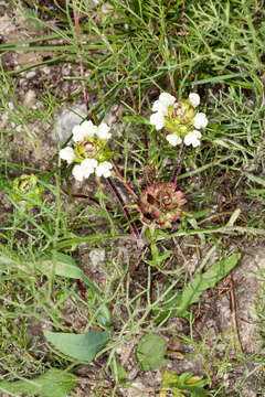 Image of cutleaf selfheal