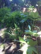 Image of Mantegazzi's Cow-Parsnip