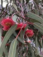 Слика од Eucalyptus caesia Benth.