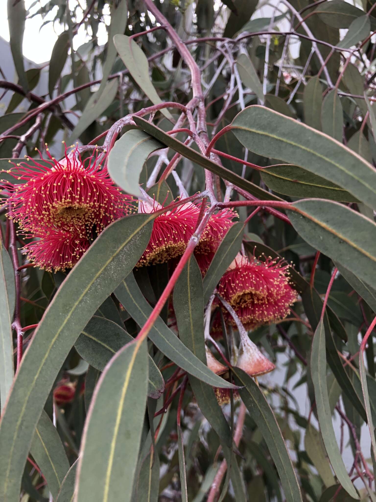 Слика од Eucalyptus caesia Benth.