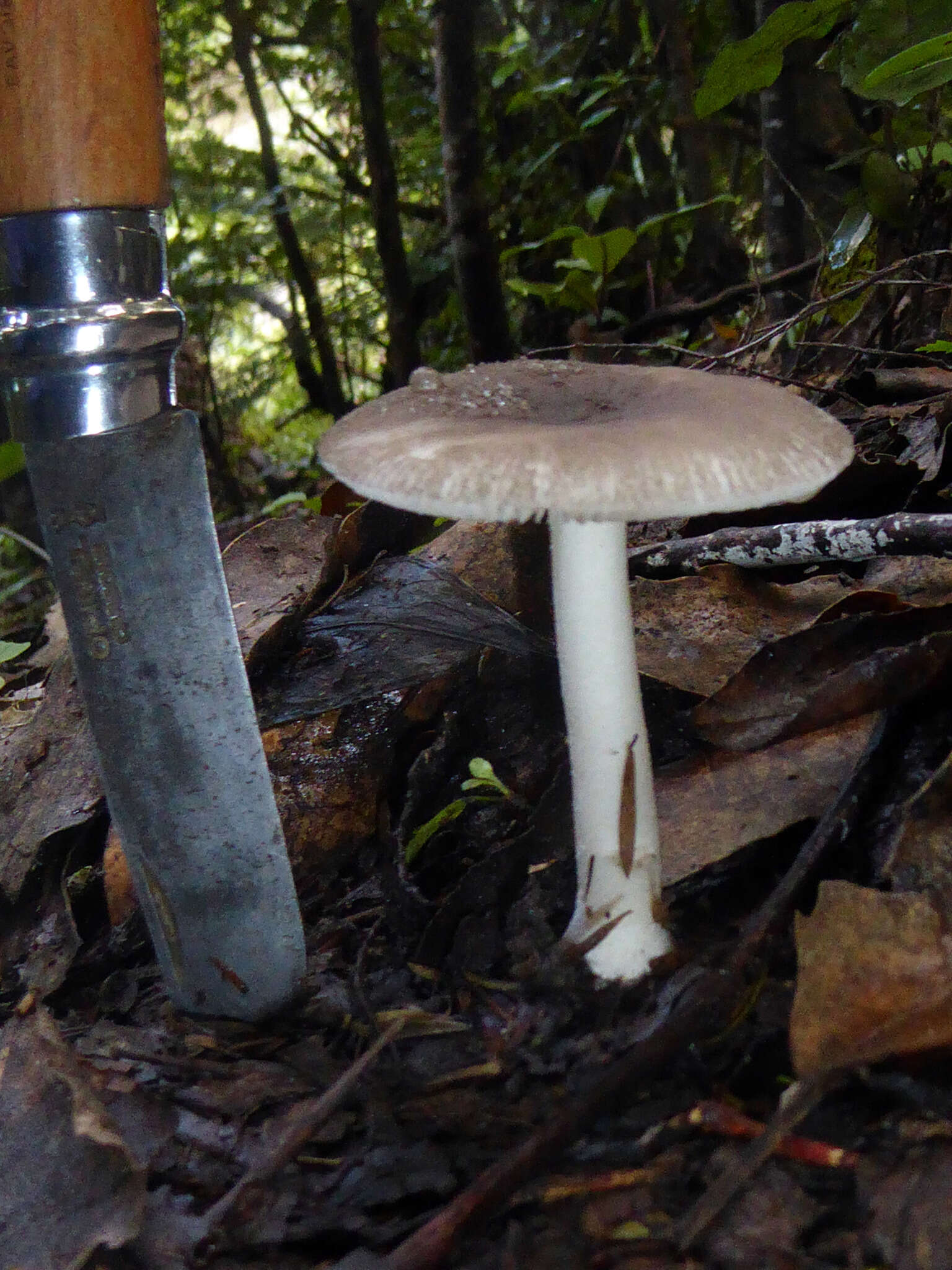 Image of Amanita nehuta G. S. Ridl. 1991