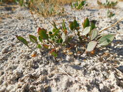 Image of Lepidium cartilagineum (J. Mayer) Thell.