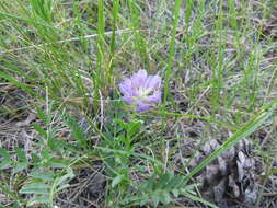 Слика од Astragalus agrestis Douglas ex Hook.