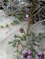 Image of Thymus willdenowii Boiss.