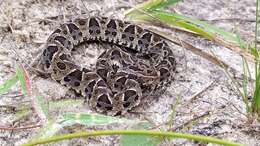 Imagem de Bothrops neuwiedi Wagler 1824