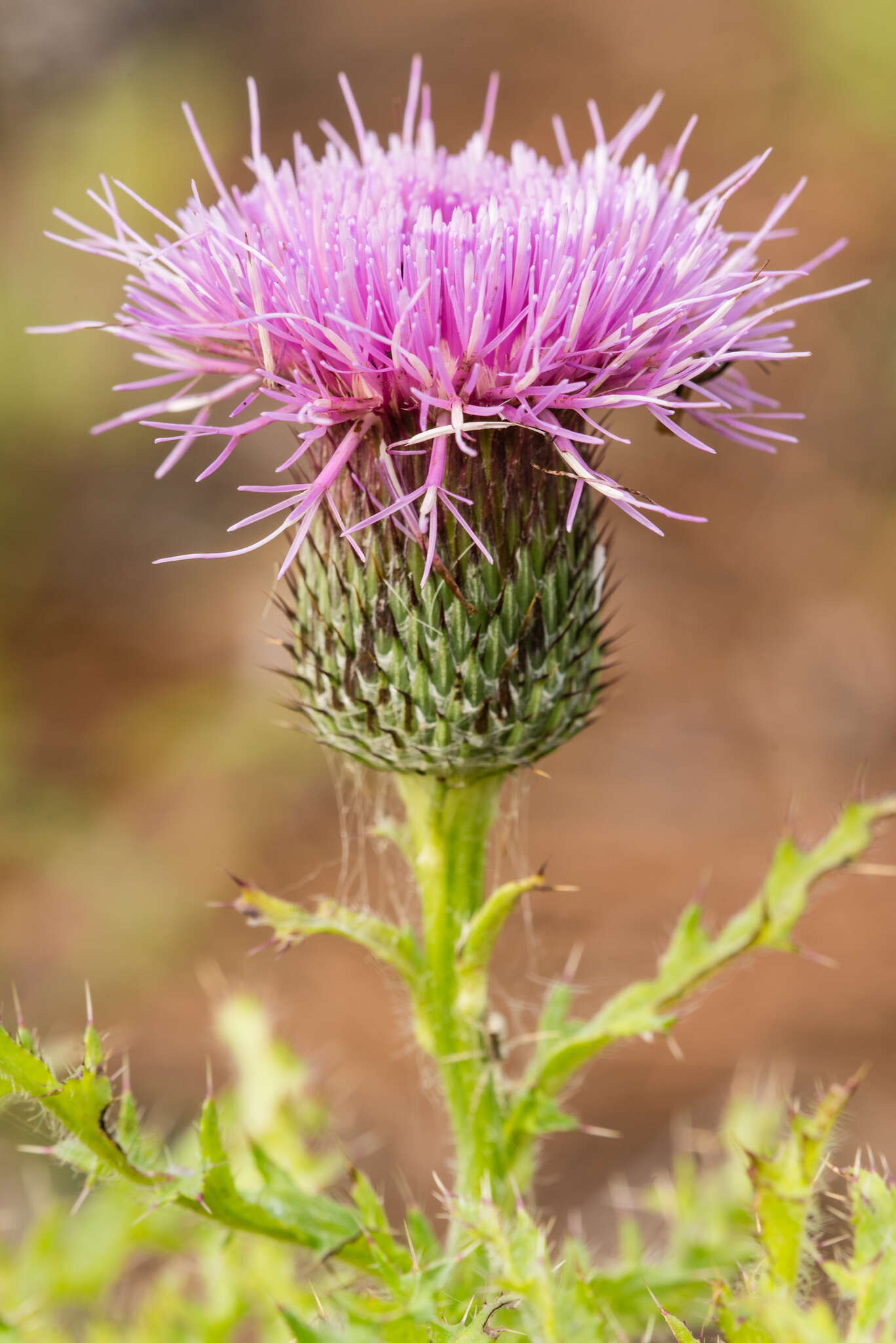 Imagem de Cirsium repandum Michx.