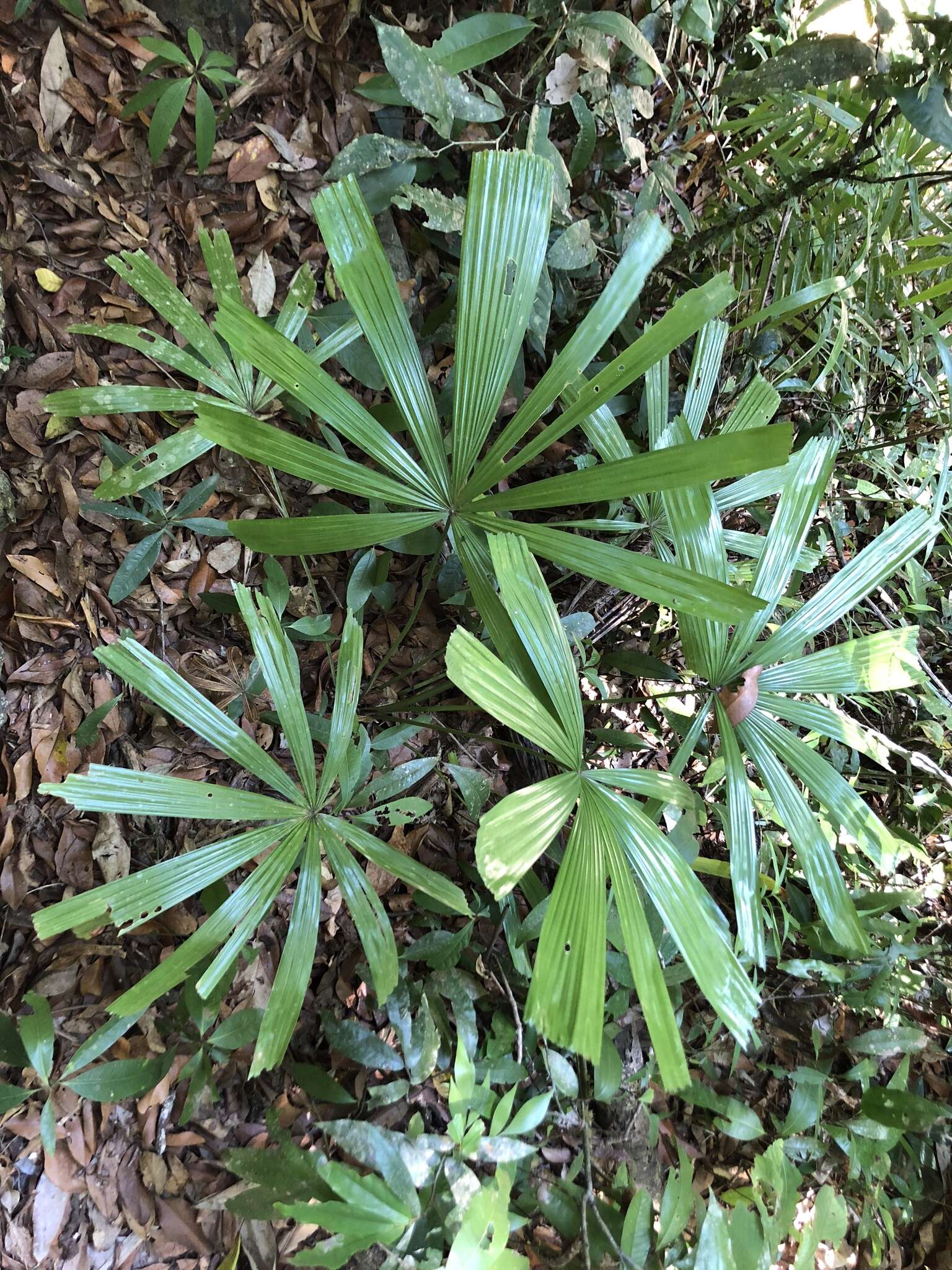 Image of Licuala fan palm