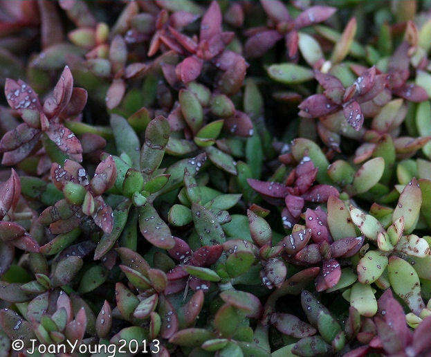 Image of Crassula pubescens subsp. radicans (Haw.) Tölken