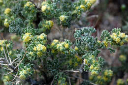 Image of bud sagebrush