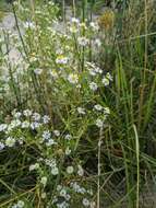 Image of Symphyotrichum lanceolatum var. interior (Wieg.) G. L. Nesom