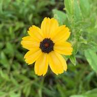 Coreopsis integrifolia Poir.的圖片