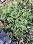 Image of many-fruited thyme-moss