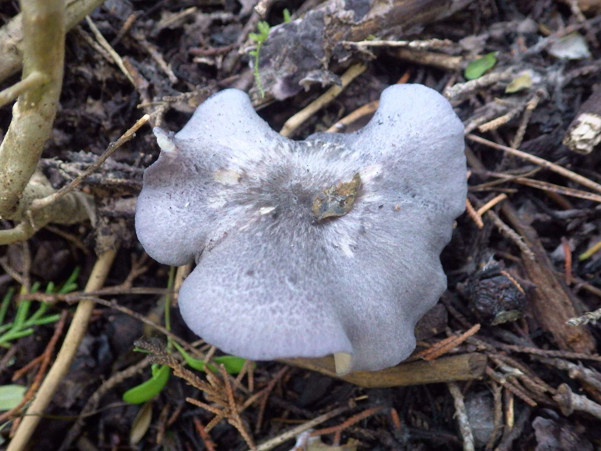 Image of Entoloma mougeotii (Fr.) Hesler 1967