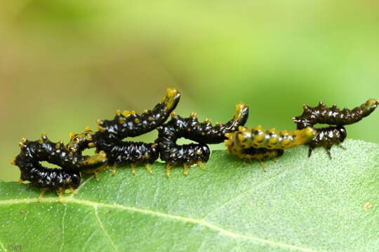 Image of <i>Nematus latipes</i>