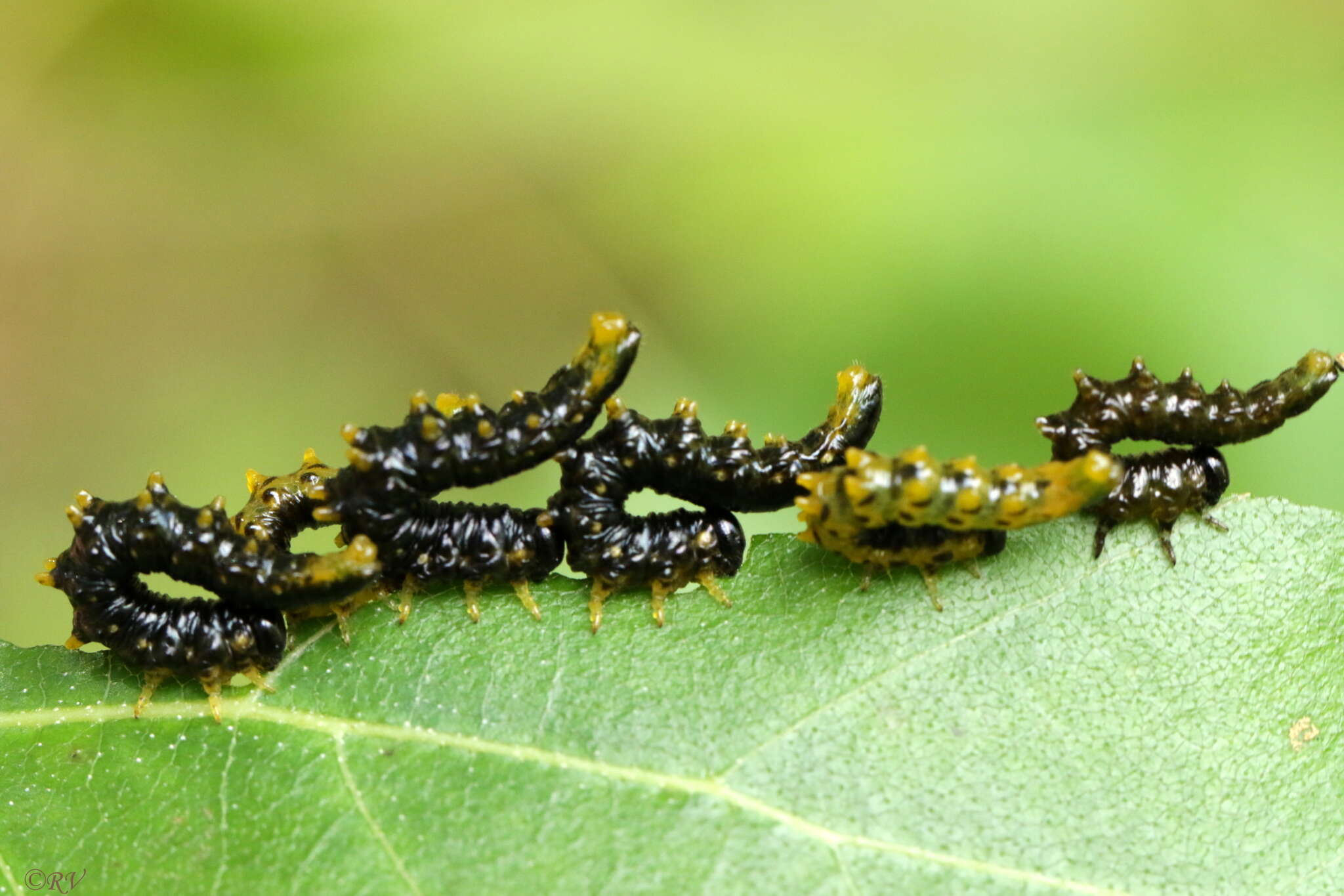 Imagem de <i>Nematus latipes</i>