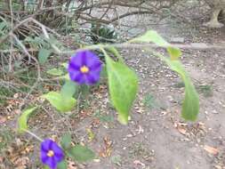 Image of Blue Potato Bush