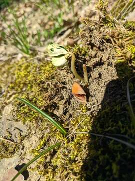 Image of Fagus taurica Popl.