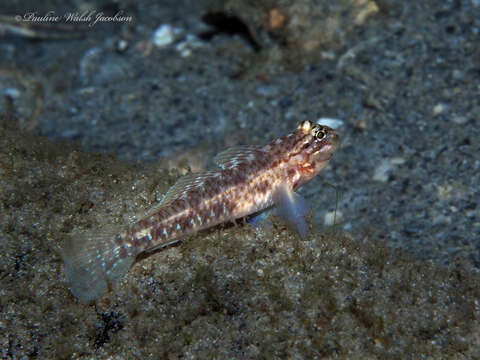 Image of Colon Goby