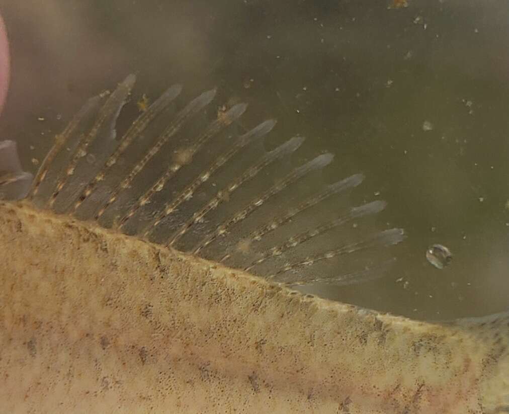 Plancia ëd Etheostoma chienense Page & Ceas 1992