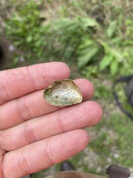 Image of Brook Wedge Mussel