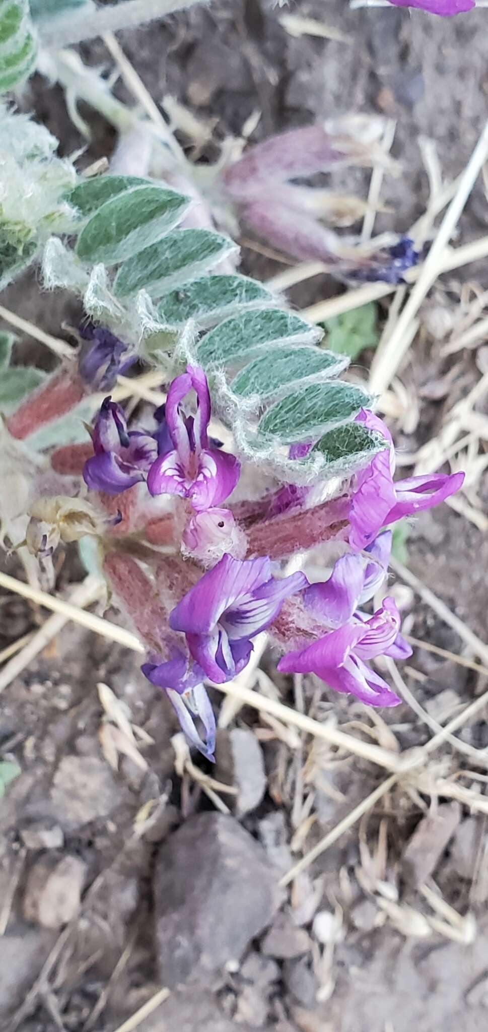 Image of bent milkvetch