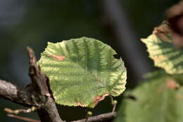 Image of Cobnut